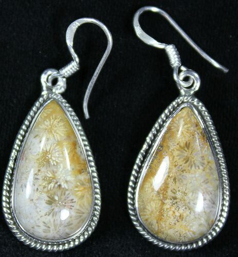 Beautiful Fossil Coral Sunburst Earrings - Sterling Silver #26567